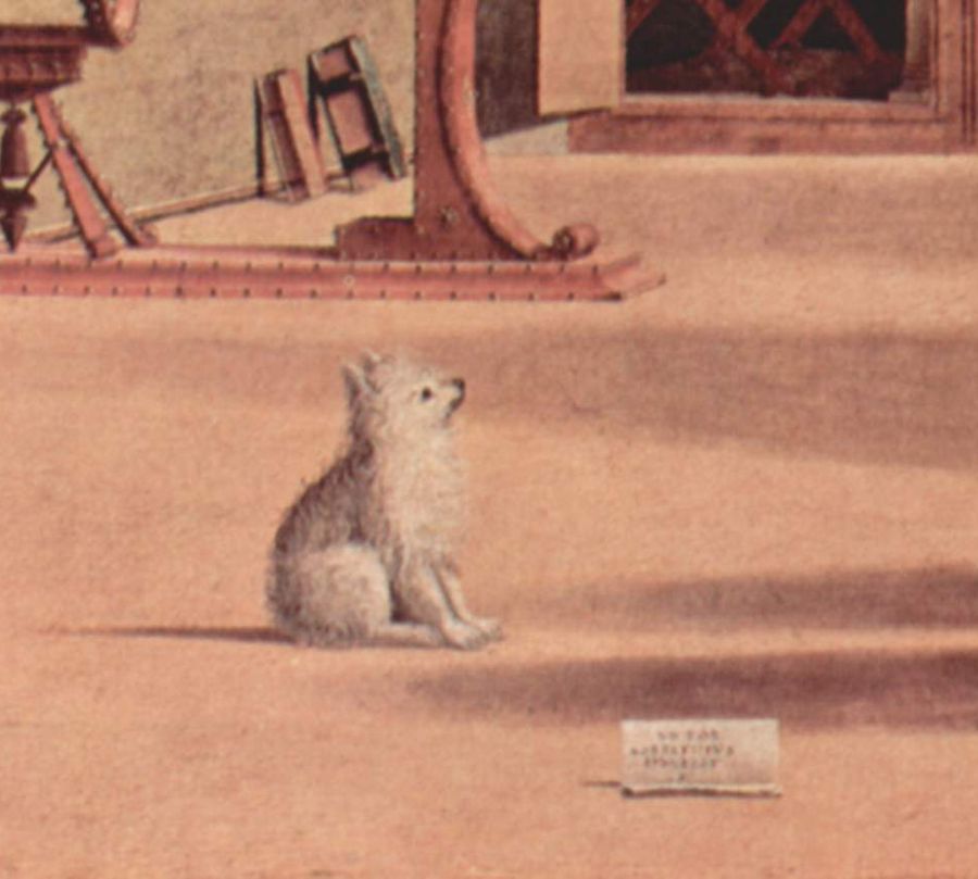 A small white dog sits on a sunlit floor, looking up, waiting