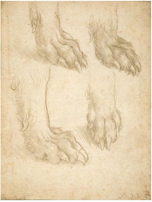 Leonardo da Vinci's studies of a dog's paw in metalpoint
