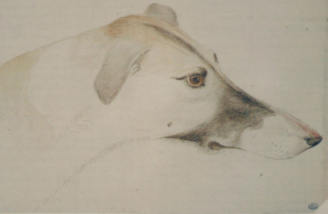 A delicate drawing of a greyhound's head